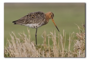 vogels_23dec_grutto IMG_0994