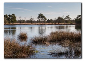 Vennetje op Leersumse heide in natuurgebied de Kaapse Bossen