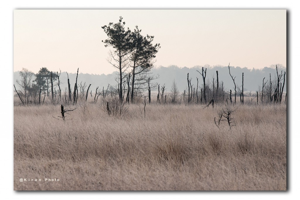 web_boom tussen dode staken IMG_3062