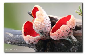 paddenstoel rode kelkzwam in het Twiske