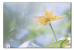 Speenkruid als voorbode van de lente