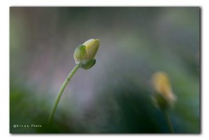 Speenkruid als voorbode van de lente