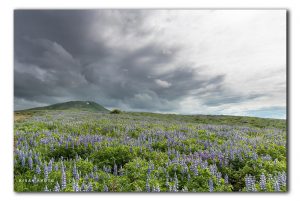 Lupine velden op IJsland