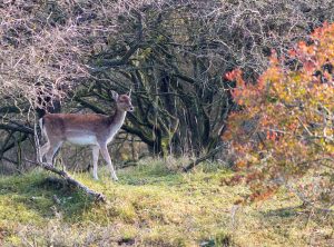 damhert in AWD