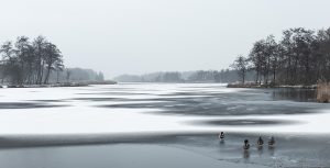 Winter in Nederland met eenden op het ijs