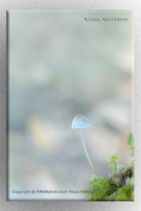 Mycena