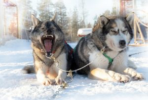 Husky's