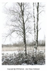 bomen in zwart-wit