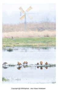 grutto in het voorjaar rustend in de polder met molentje