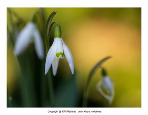 sneeuwklokje in de schaduw met zon in de achtergrond