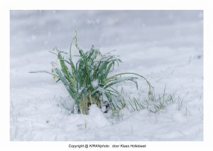 sneeuwklokjes in de sneeuw