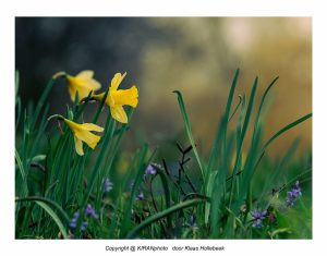 wilde narcis