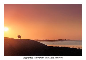 waddeneiland Terschelling