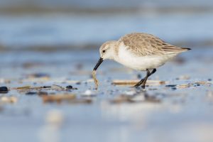 drieteenstrandloper (Calidris alba)