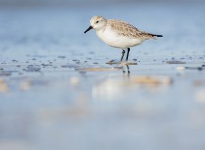 drieteenstrandloper (Calidris alba)