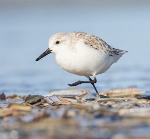 drieteenstrandloper (Calidris alba)