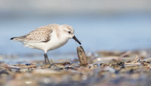 drieteenstrandloper (Calidris alba)