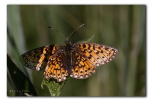 macro_web zilveren maan IMG_0674     