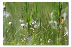 macro_wollegras IMG_0616     