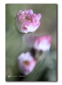 madeliefjes IMG 4374v2