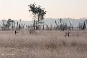 Bomen en staken   