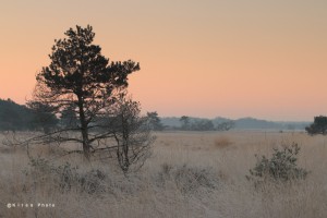 Vliegenden op heide  