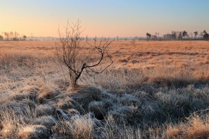 Eenzame boom op heide  