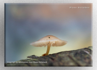 NP mycena IMG 4867 v2