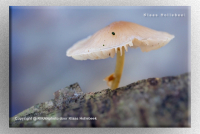 NP mycena IMG 4874 v2