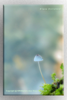 NP mycena IMG 5055