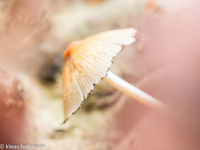 webStreepsteelmycena-Mycena-polygramma