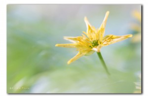 web speenkruid IMG 0254