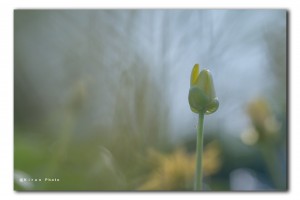 web speenkruid knop IMG 0220