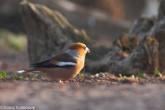 webappelvink-IMG 4744