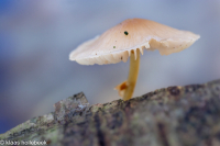 webmycena-IMG 4874-v2