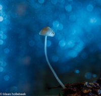 webpapilmycena-IMG 2456-v2