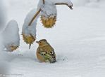 webvink-in-sneeuw-IMG 6444